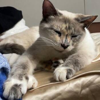 Tish -  American Shorthair Cat for Adoption in Fort Payne, Alabama - Tish | PetCurious
