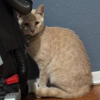 Sunshine -  Domestic Short Hair Cat for Adoption in Midland, Texas - Sunshine | PetCurious
