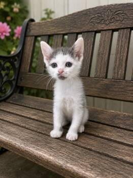 Minx -  Domestic Short Hair Cat for Adoption in Orangeburg, South Carolina - Minx | PetCurious