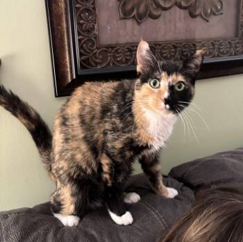 Calico Cats Available for Adoption - Godiva | PetCurious