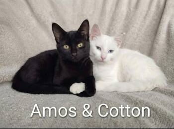Cotton and Amos -  Domestic Short Hair Cat for Adoption in Wyandotte, Michigan - Cotton And Amos | PetCurious