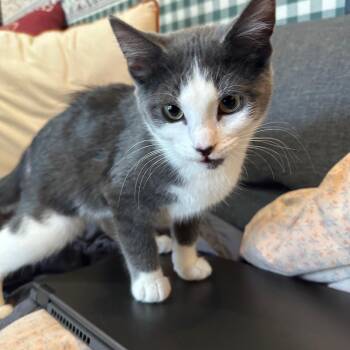 Rescue Russian Blue and Domestic Short Hair Cats for Adoption in Lombard, Illinois - Brair Rose | PetCurious