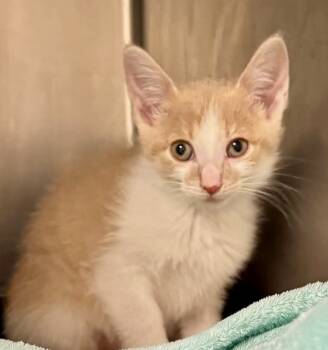 Rescue Domestic Short Hair Cats for Adoption in Chicago, Illinois - Pumpkin Pie Bonded With Apple Cider | PetCurious