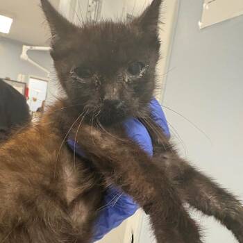 Augustus -  Domestic Short Hair Cat for Adoption in Milton, Florida - Augustus | PetCurious