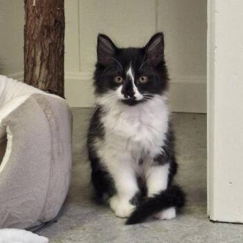 Beth -  Domestic Long Hair Cat for Adoption in Morristown, Vermont - Beth | PetCurious