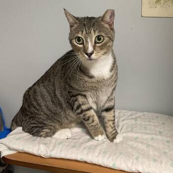 Stretch -  Domestic Short Hair Cat for Adoption in Peachtree City, Georgia - Stretch | PetCurious