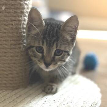 Manx and Domestic Short Hair Cats Available for Adoption in Brownsboro, Alabama - Lexus | PetCurious
