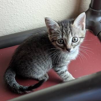 Rescue Domestic Short Hair Cats for Adoption in Austin, Texas - Ally Oop 11 | PetCurious