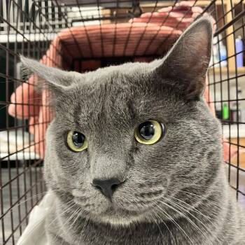 Rowan -  Domestic Short Hair Cat for Adoption in Las Cruces, New Mexico - Rowan | PetCurious