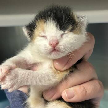 Domestic Short Hair Cats Available for Adoption in Saint Joseph, Missouri - Habanero | PetCurious