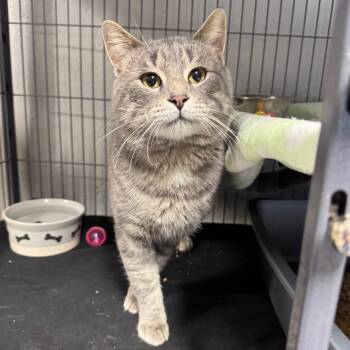 Rescue Domestic Short Hair Cats for Adoption in Puslinch, Ontario - O'Connor | PetCurious