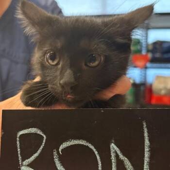 Domestic Short Hair Cats Available for Adoption in Minnetonka, Minnesota - Ron C69581 | PetCurious