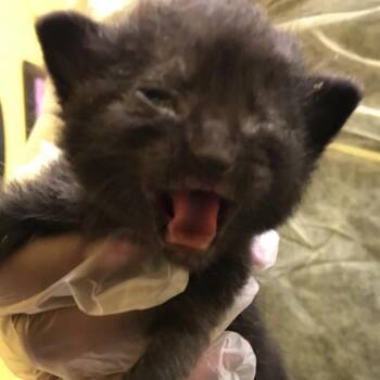 Button -  Domestic Short Hair Cat for Adoption in Philadelphia, Pennsylvania - Button | PetCurious