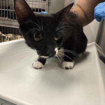 Purrie Underwood -  Domestic Short Hair Cat for Adoption in Kanab, Utah - Purrie Underwood | PetCurious