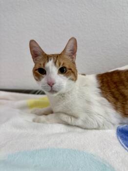Domestic Short Hair Cats Available for Adoption in Las Vegas, Nevada - Blaze | PetCurious