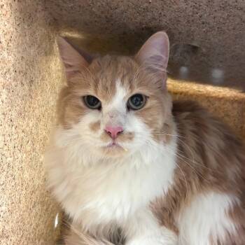 Domestic Medium Hair Cats Available for Adoption in Reno, Nevada - Cinnamon | PetCurious