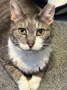 Rescue Domestic Short Hair Cats for Adoption in Timonium, Maryland - Mr. Ellsworth | PetCurious