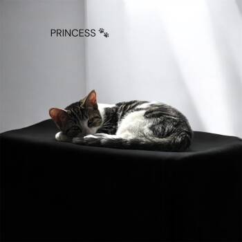 Domestic Short Hair Cats Available for Adoption in North Bergen, New Jersey - Princess | PetCurious