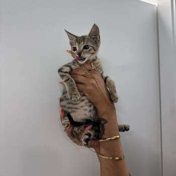 Rambler -  Domestic Short Hair Cat for Adoption in Clearwater, Florida - Rambler | PetCurious