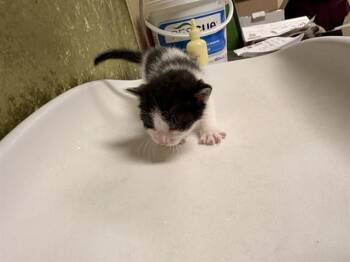 Domestic Short Hair Cats Available for Adoption in Riverside, California - JAMIE | PetCurious