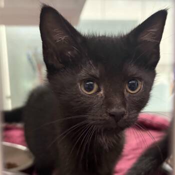 Ocho -  Domestic Short Hair Cat Available for Adoption in Peconic, New York - Ocho | PetCurious