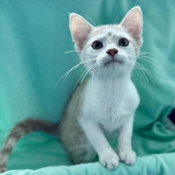 Rattles -  Domestic Short Hair Cat for Adoption in Matteson, Illinois - Rattles | PetCurious