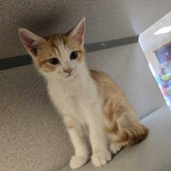 Dot -  Domestic Short Hair Cat for Adoption in Flatwoods, Kentucky - Dot | PetCurious