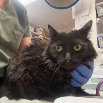 Bobo - Calm & affectionate -  Domestic Long Hair Cat for Adoption in Flagstaff, Arizona - Bobo - Calm & Affectionate | PetCurious