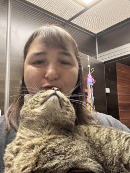 Guacamole -  Domestic Short Hair Cat for Adoption in East Hartford, Connecticut - Guacamole | PetCurious