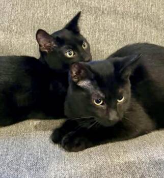 Dune & Birch -  Domestic Short Hair Cat for Adoption in Woodstock, Ontario - Dune & Birch | PetCurious