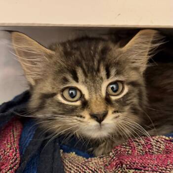 Harry -  Domestic Medium Hair Cat for Adoption in Fairport, New York - Harry | PetCurious