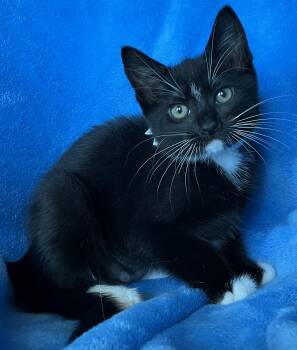 Rosie -  Tuxedo Cat for Adoption in Hood River, Oregon - Rosie | PetCurious