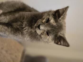 Hericane -  Domestic Short Hair Cat for Adoption in Bethel Park, Pennsylvania - Hericane | PetCurious