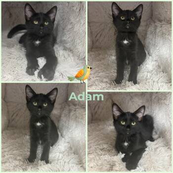 Adam -  Domestic Short Hair Cat Available for Adoption in Windy Hills, Kentucky - Adam | PetCurious