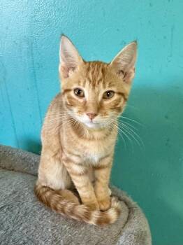 Rescue Tabby Cats for Adoption in Scottsburg, Indiana - Pumpkin | PetCurious