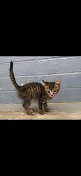 Tabby Cats Available for Adoption in Bloomingdale, New Jersey - Demarcus | PetCurious