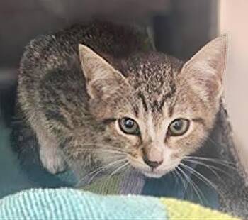 Rescue Domestic Short Hair Cats for Adoption in Nashville, Tennessee - Peppa | PetCurious