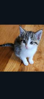 Reece (Candy Kittens 1) -  Domestic Short Hair Cat for Adoption in Lewis Center, Ohio - Reece (Candy Kittens 1) | PetCurious