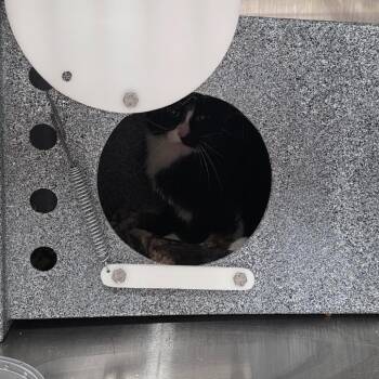 Domestic Short Hair Cats Available for Adoption in Salt Lake City, Utah - Mocha | PetCurious