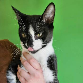 Rescue Domestic Short Hair Cats for Adoption - Oreo | PetCurious