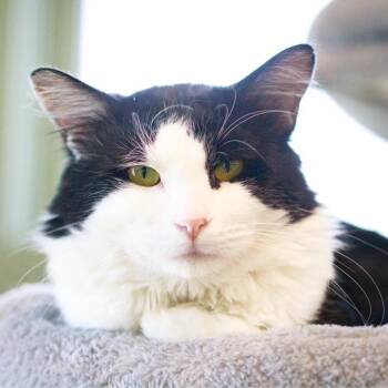 Aaron Carter -  Domestic Medium Hair Cat for Adoption - Aaron Carter | PetCurious