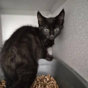 Ash -  Domestic Short Hair Cat for Adoption in Sacramento, California - Ash | PetCurious