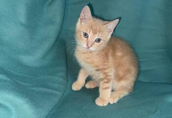 Bean -  Domestic Short Hair Cat for Adoption in North Babylon, New York - Bean | PetCurious