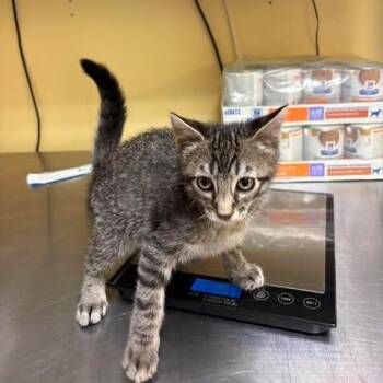 Beans -  Domestic Short Hair Cat for Adoption in Shinnston, West Virginia - Beans | PetCurious