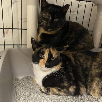 Tortoiseshell Cats Available for Adoption - Cleo And Chloe | PetCurious