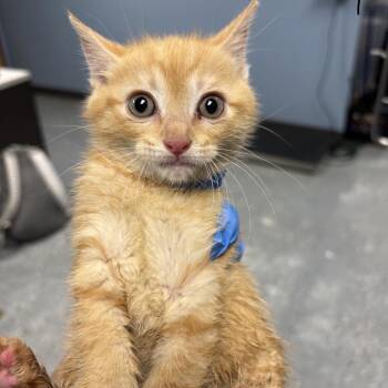 Adam All -  Domestic Short Hair Cat for Adoption in Saint Joseph, Missouri - Adam All | PetCurious