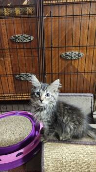 Newton Da -  Domestic Short Hair Cat for Adoption in West Peoria, Illinois - Newton Da | PetCurious