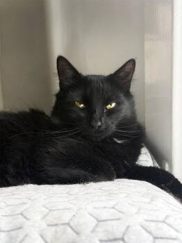 Domestic Medium Hair Cats Available for Adoption in Smithfield, Virginia - Winnie | PetCurious