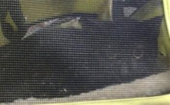 A475595 -  Domestic Short Hair Cat for Adoption in Oklahoma City, Oklahoma - A475595 | PetCurious