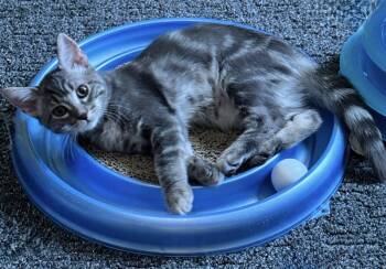 Flint -  Domestic Short Hair Cat for Adoption in Walled Lake, Michigan - Flint | PetCurious
